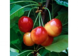 Prunus avium Vega / Vega Cseresznye 